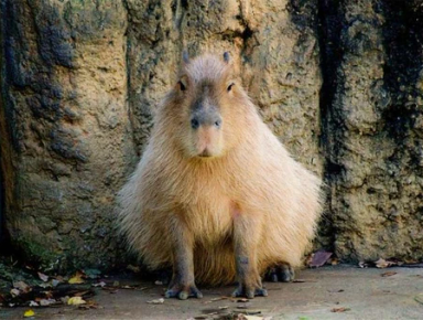 Clube Quindim - Capivara Banner